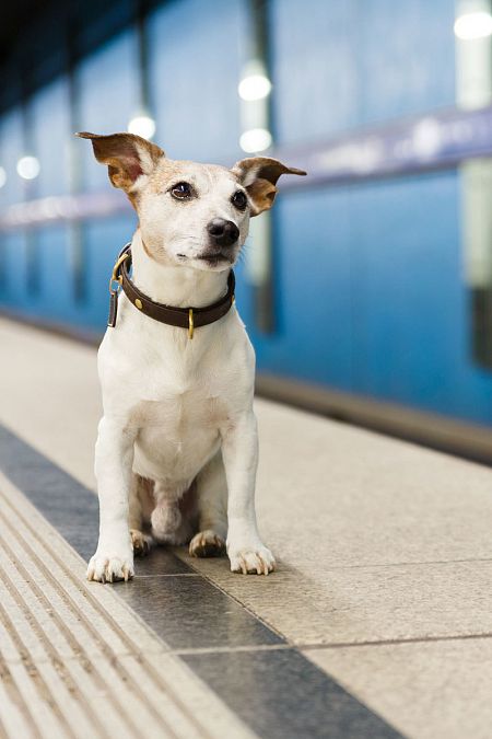 Un perro que viaja con su dueño en el transporte público.