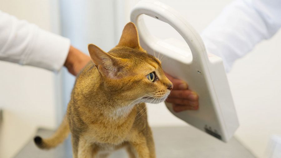 Un veterinario hace una lectura del microchip de un gato.