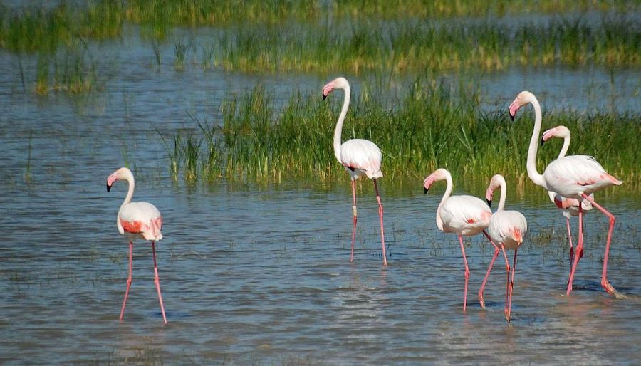 Parque Nacional Doñana, Huelva