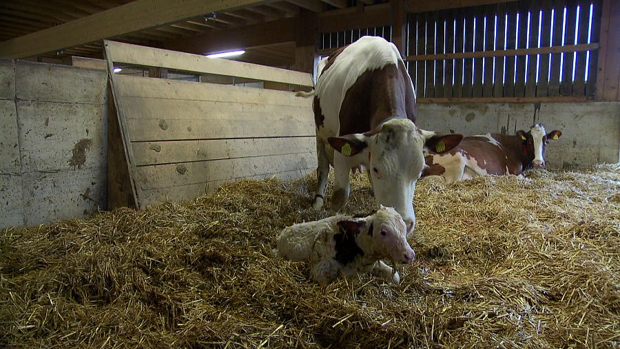 Vaca con ternero recién nacido en el establo
