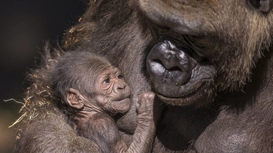 Imágenes de dos gorilas en el Parque Natural de Cabárceno en Cantabria.