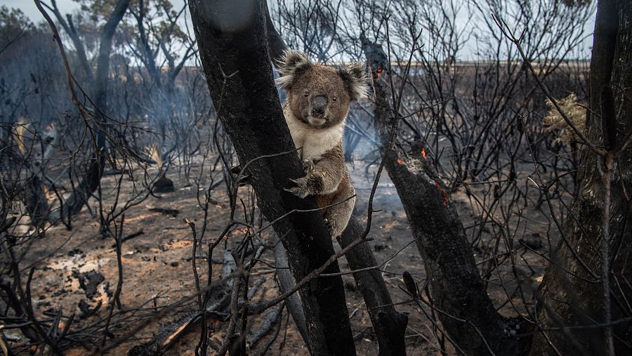 Un koala afectado por la oleada de incendios que ha asolado recientemente a Australia.