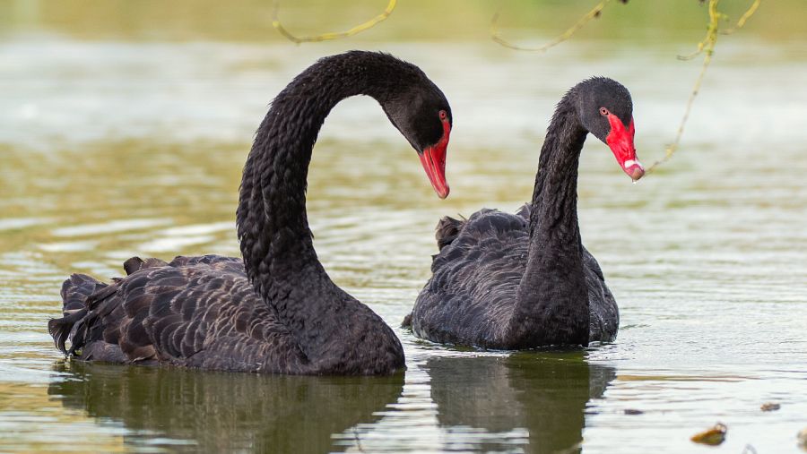 Aquí la Tierra - Pareja de cisnes negros nadando