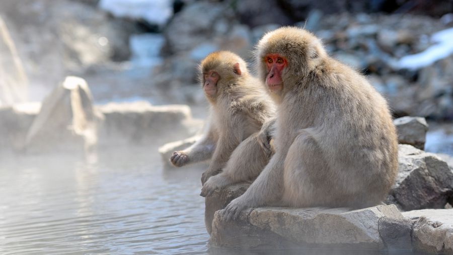 Aquí la Tierra - Pareja de macacos japoneses