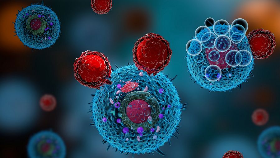 El objetivo principal de los linfocitos T es destruir las células infectadas, que actúan como fábricas.