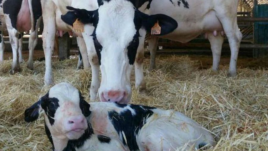 Galicia pierde explotaciones ganaderas