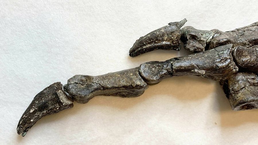 Fotografía cedida por el Museo Nacional de Río que muestra parte de un fósil de unos 115 millones de años