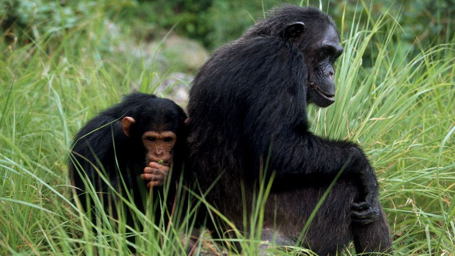 Chimpancés en la selva africana