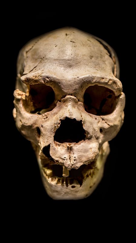 Cráneo número cinco que se encontró en la Sima de los Huesos en 1992