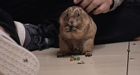 Un gosset de les praderies