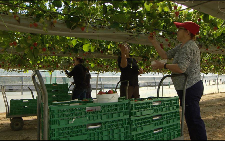 'Obsesión por lo sano'