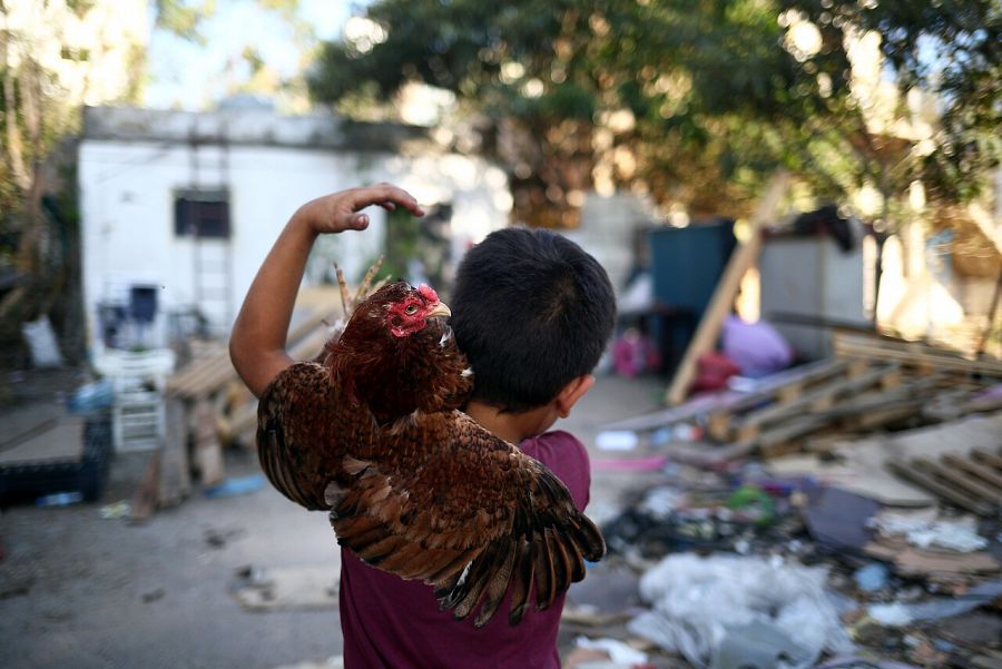 Un niño sujeta una gallina frente a su casa tras la explosión de Beirut