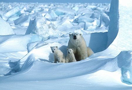 Un oso polar con sus cachorros en el Mar de Hielo, al noreste de la Bahía de Prudhoe, Alaska