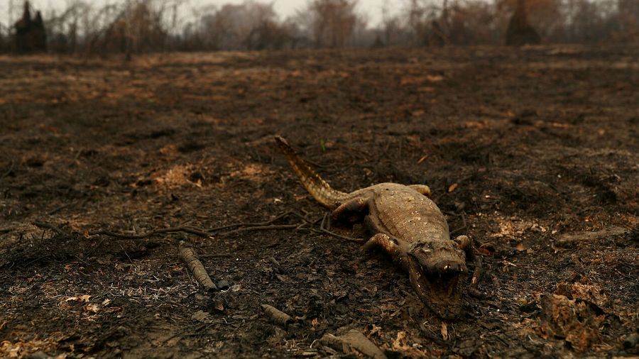 Imagen de un caimán muerto por los incendios.