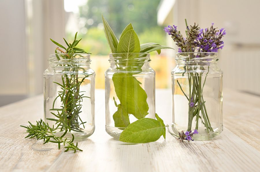 Plantas decorativas: repeler insectos