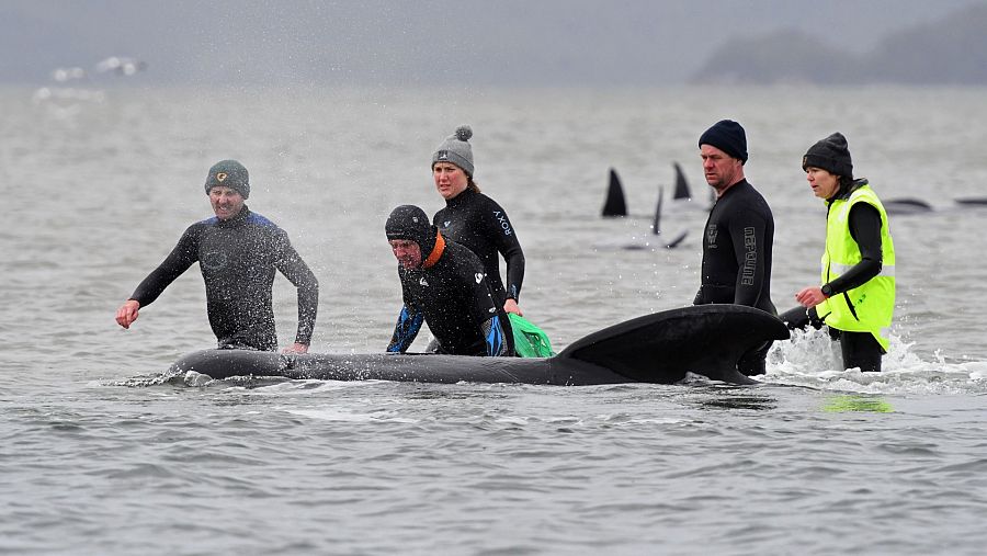 Dos grandes grupos de ballenas piloto de aleta larga quedaron atrapadas en bancos de arena en el puerto de Macquarie