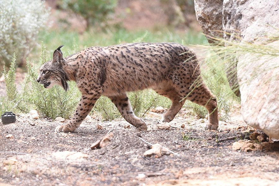 Lince ibérico: especie en peligro de extinción
