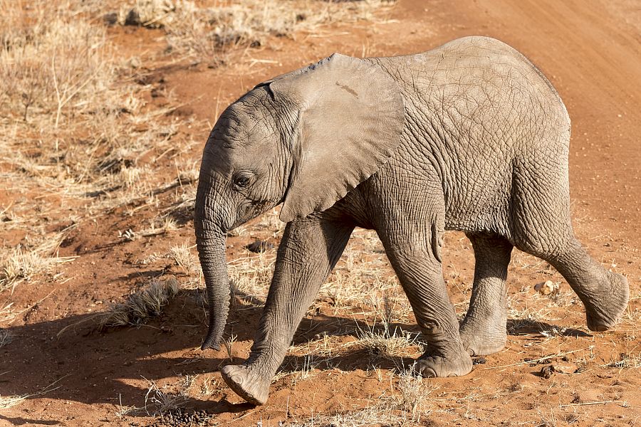 Cría de elefante: especie en peligro de extinción