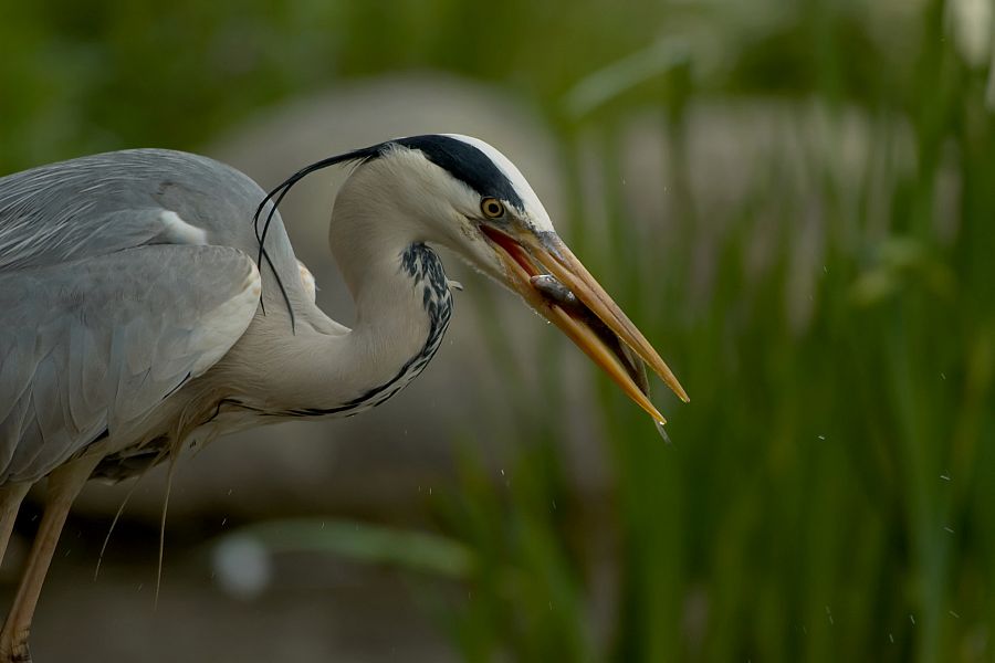 Grulla común, ave migratoria