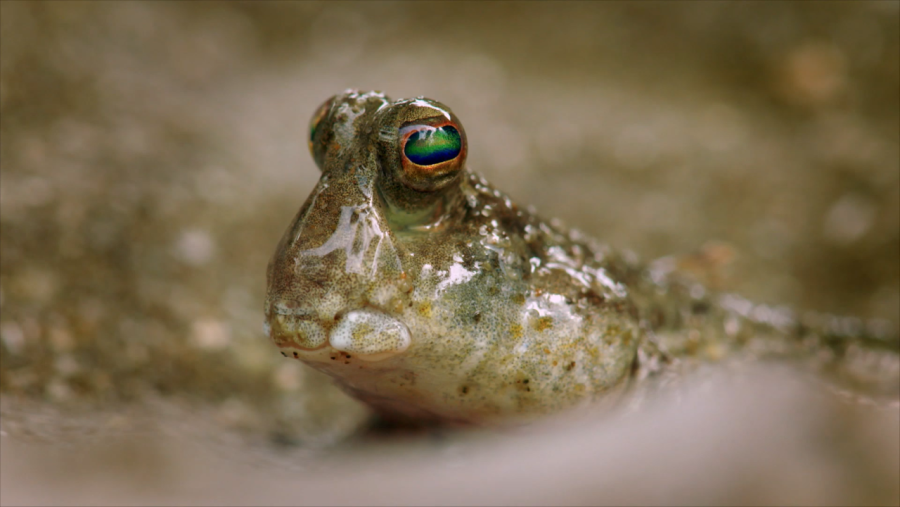 El pez saltarín del fango es capaz de vivir fuera del agua