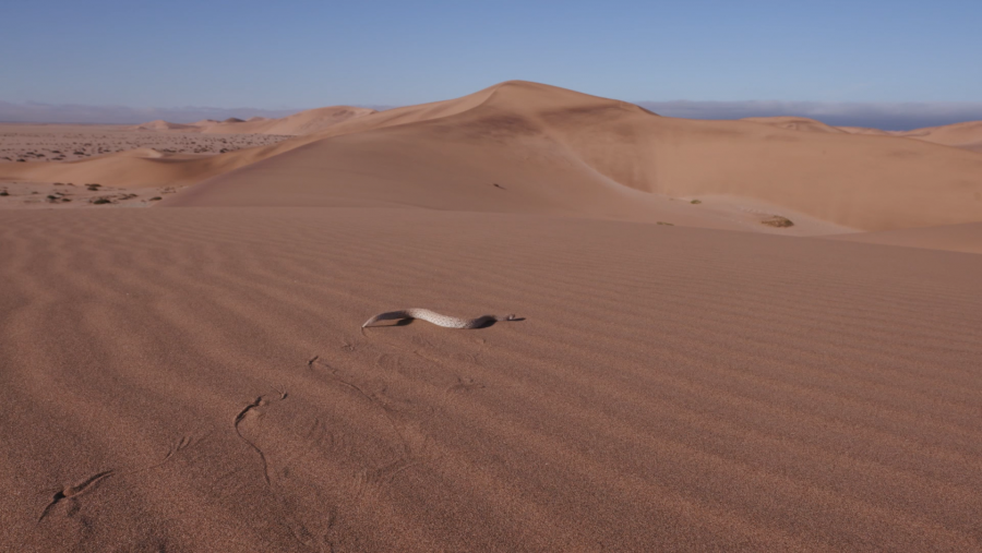 Hay serpientes que se mueven de manera lateral para desplazarse por las dunas