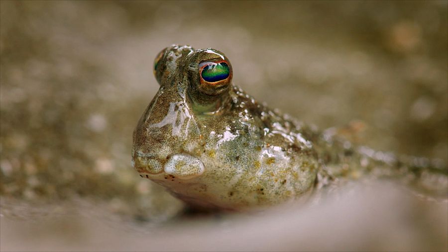 El pez saltarín del fango es capaz de vivir fuera del agua