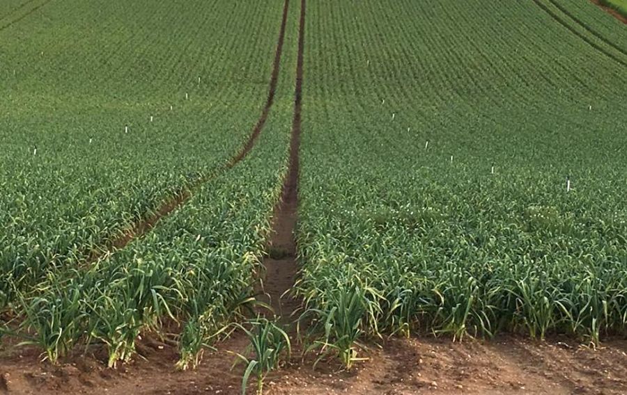 Plantación de ajos de las Pedroñeras