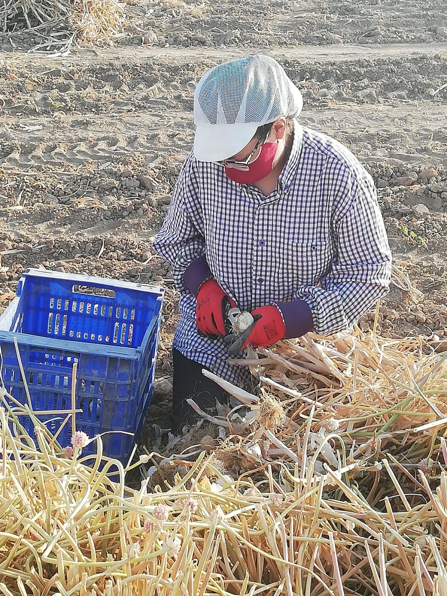Mujer limpia ajos a pie de campo