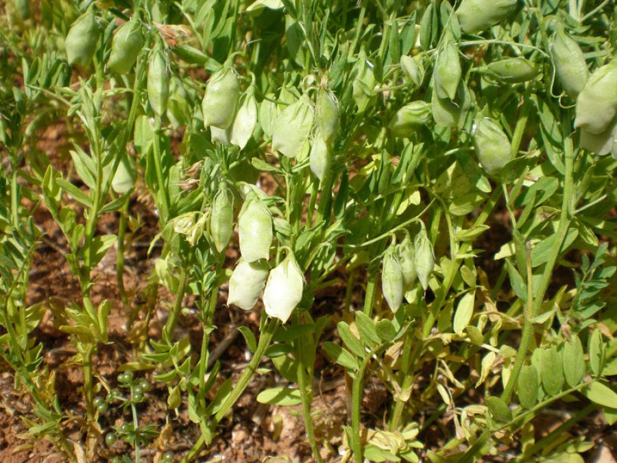 Planta de la lenteja
