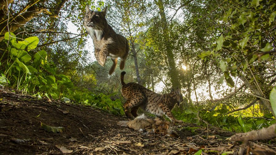 World Press Photo, nominada foto de l'any, Antonio Pizarro (Diario de Sevilla)
