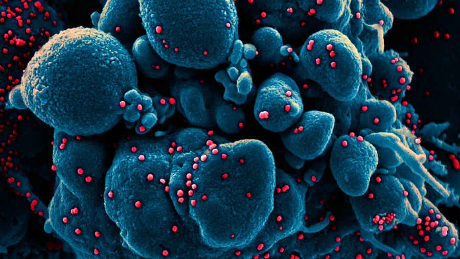 Fármacos contra el coronavirus