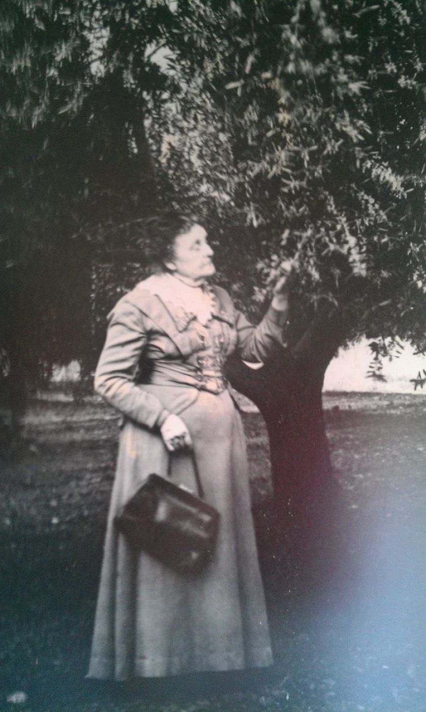 La señora Freda Ehmann con uno de sus olivos