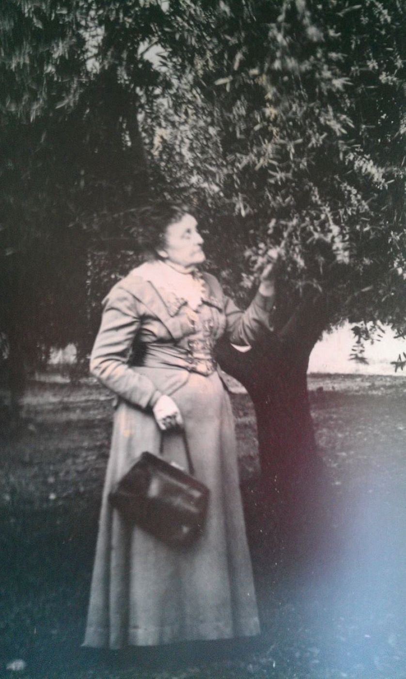 La señora Freda Ehmann con uno de sus olivos