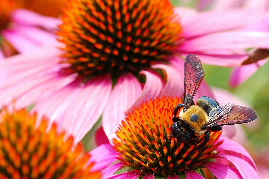 Echinacea: la gran medicina de las praderas indias