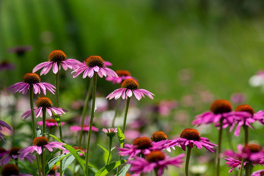 Echinacea: la gran medicina de las praderas indias