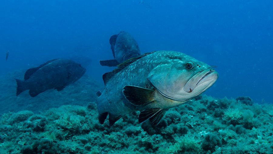 Nero de roca o 'Epinephelus Marginatus Tascons'