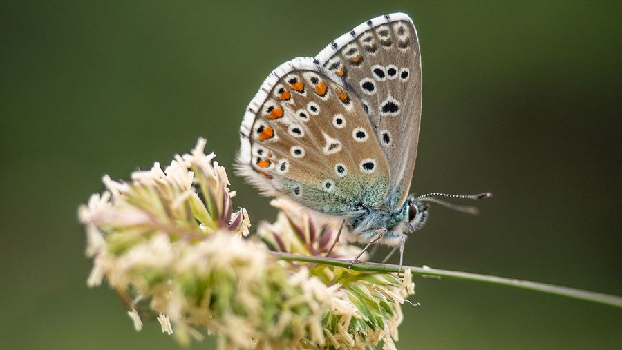 Imatge de la papallona 'Lysandra Bellargus'