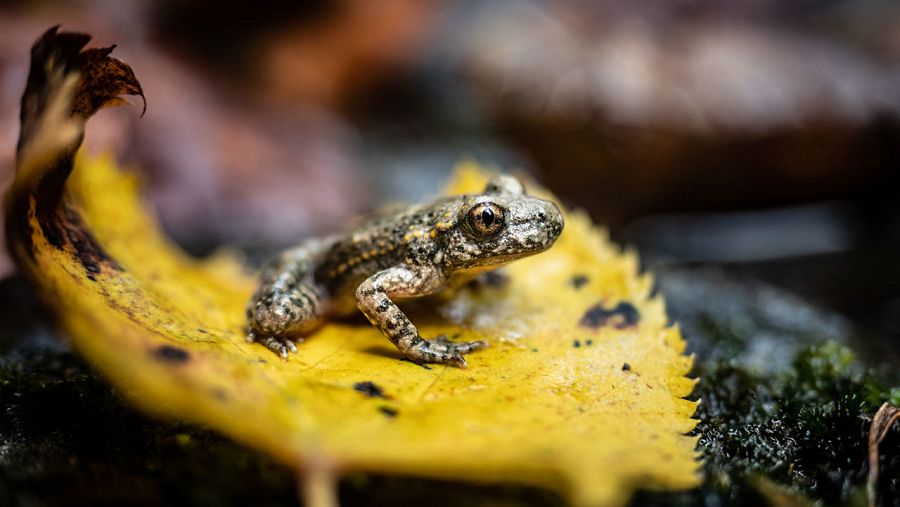 Imatge d'un gripau 'Alytes obstetricans'