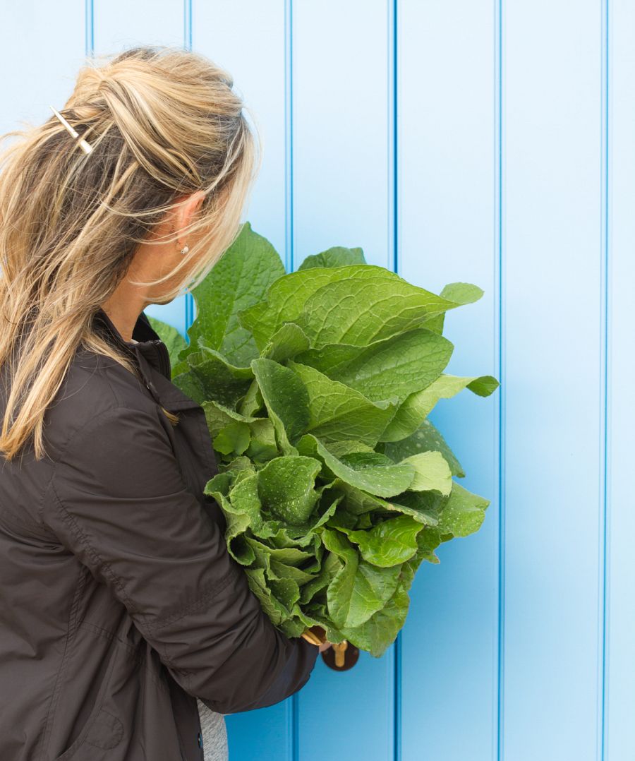 La borraja, ¿cómo se puede cultivar?