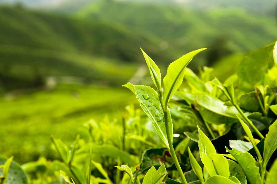 Planta del té: Camelia Sinensis