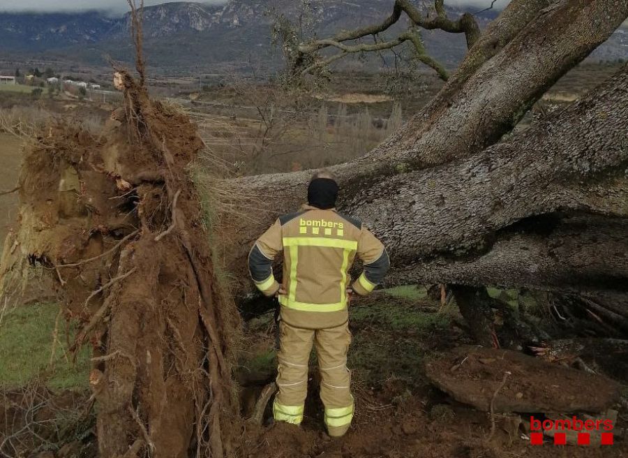 A Àger els Bombers retiren una alzina centenària tombada