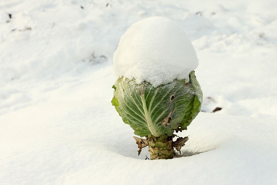 ¿Se puede plantar en invierno y que sobreviva el cultivo?