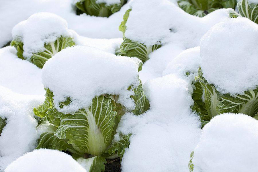 ¿Se puede plantar en invierno y que sobreviva el cultivo?