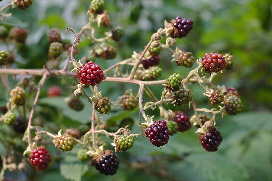 Moras urbanas
