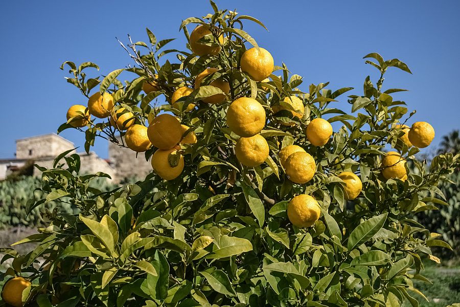 Naranjas amargas en la ciudad