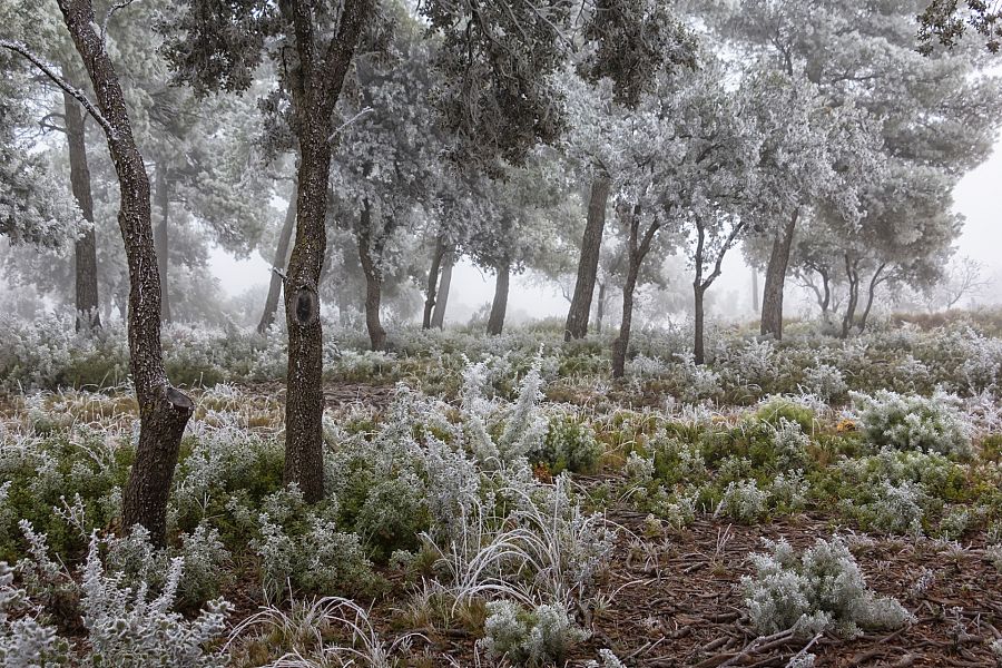 ¿Cómo se forma la niebla?