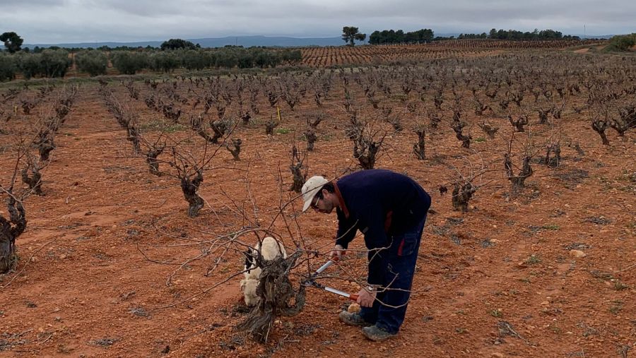 Los agricultores reclaman destilaciones de crisis y vendimias en verde para poder desalojar depósitos