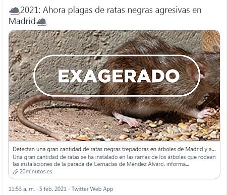 Tuit alarmando sobre la presencia de ratas en Madrid y el sello de VerificaRTVE con la palabra exagerado.