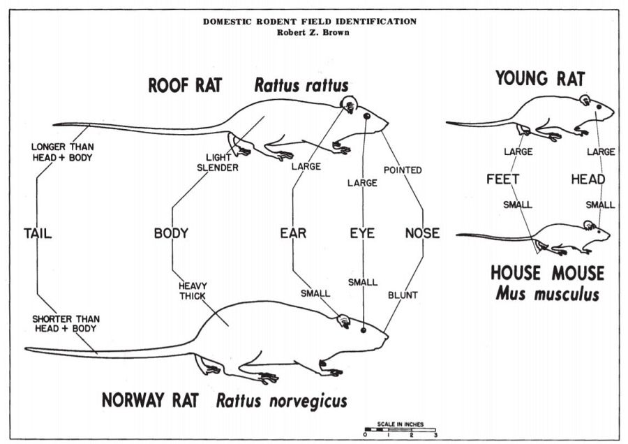 Infografía de los Centros para el Control y la Prevención de Enfermedades de EE.UU. (CDC)