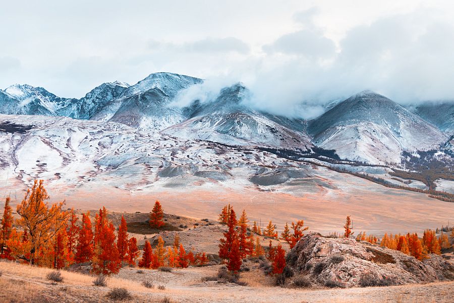 Nieve rosa en Siberia
